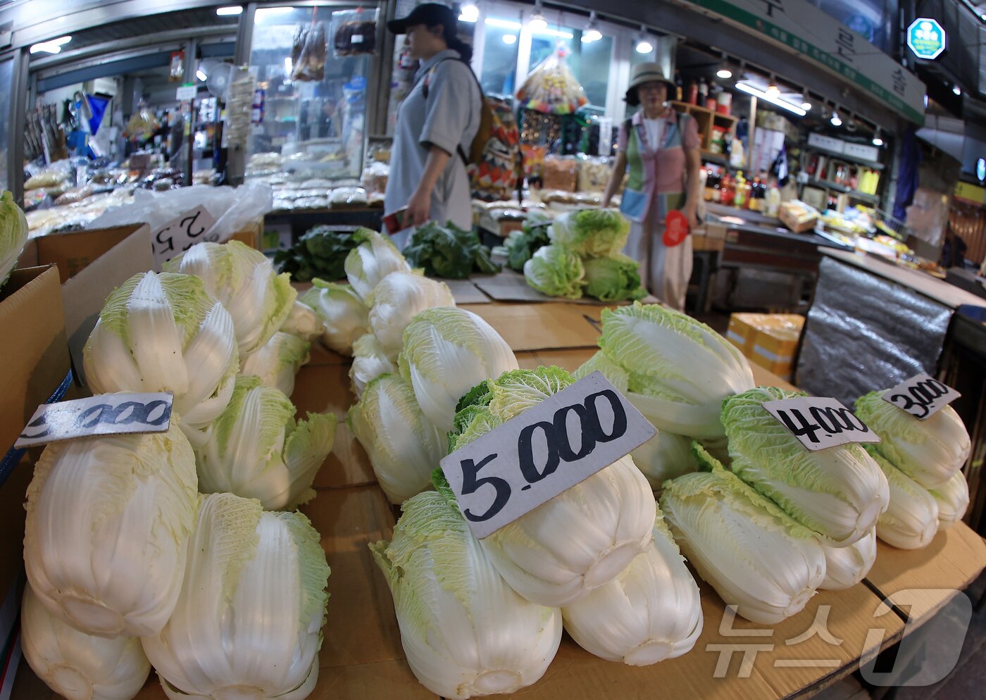 본문 이미지 - 서울 동대문구 경동시장의 한 채소 매대에 배추가 크기별로 분류되어 있다. ⓒ News1 박정호 기자