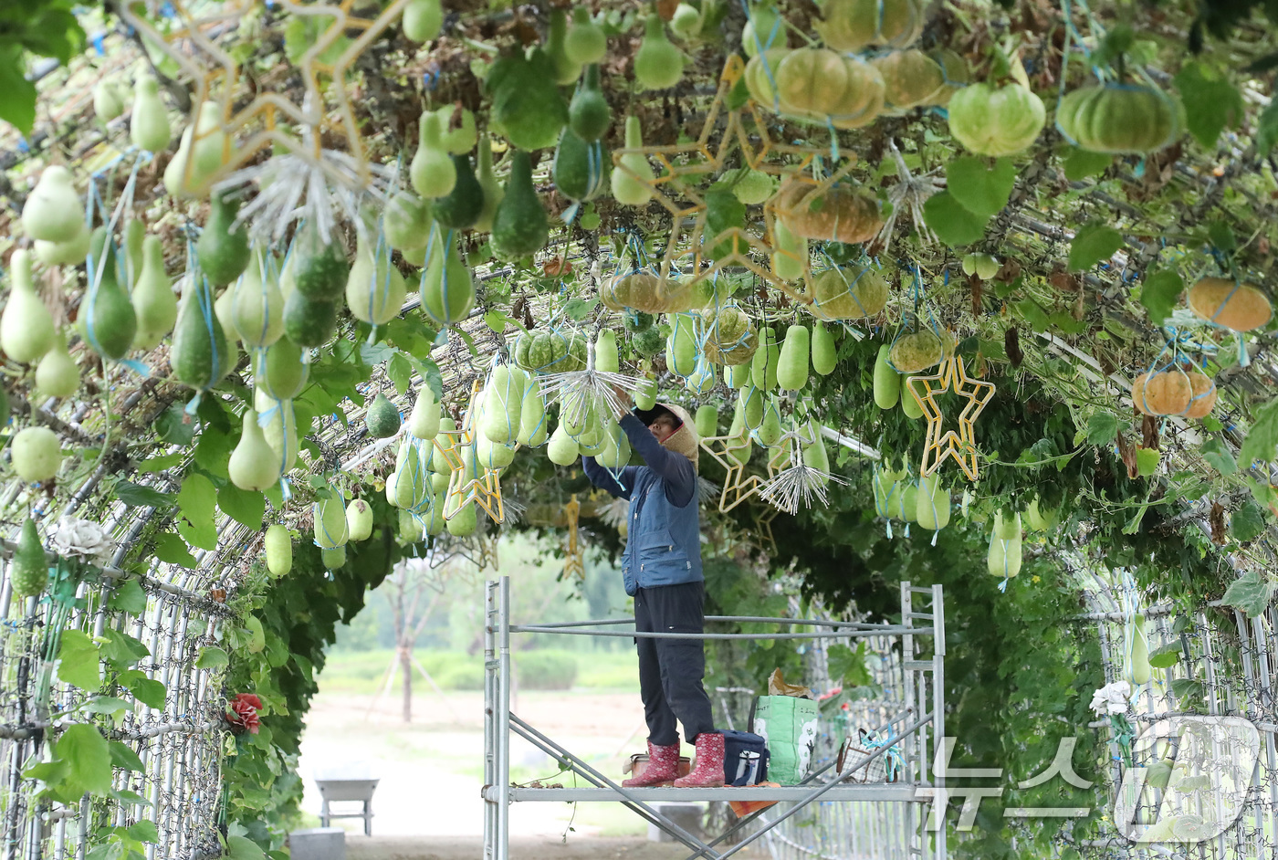 (대구=뉴스1) 공정식 기자 = 가을로 접어든다는 절기 입추(立秋)를 하루 앞둔 6일 대구 북구 금호강 하중도에서 시설 관리자가 무거워진 관상용 박과 호박 등이 떨어지지 않도록 줄 …