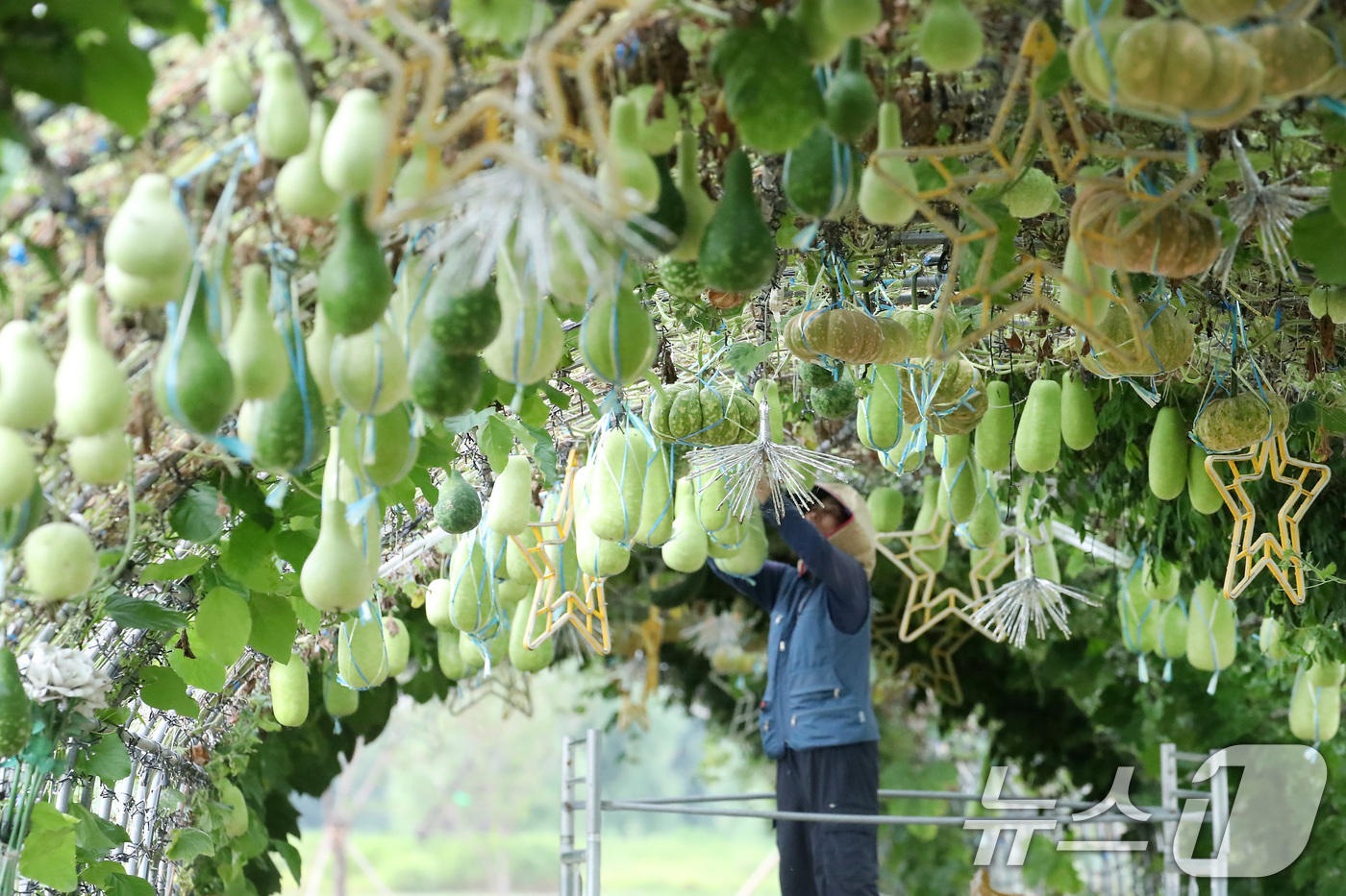 (대구=뉴스1) 공정식 기자 = 가을로 접어든다는 절기 입추(立秋)를 하루 앞둔 6일 대구 북구 금호강 하중도에서 시설 관리자가 무거워진 관상용 박과 호박 등이 떨어지지 않도록 줄 …