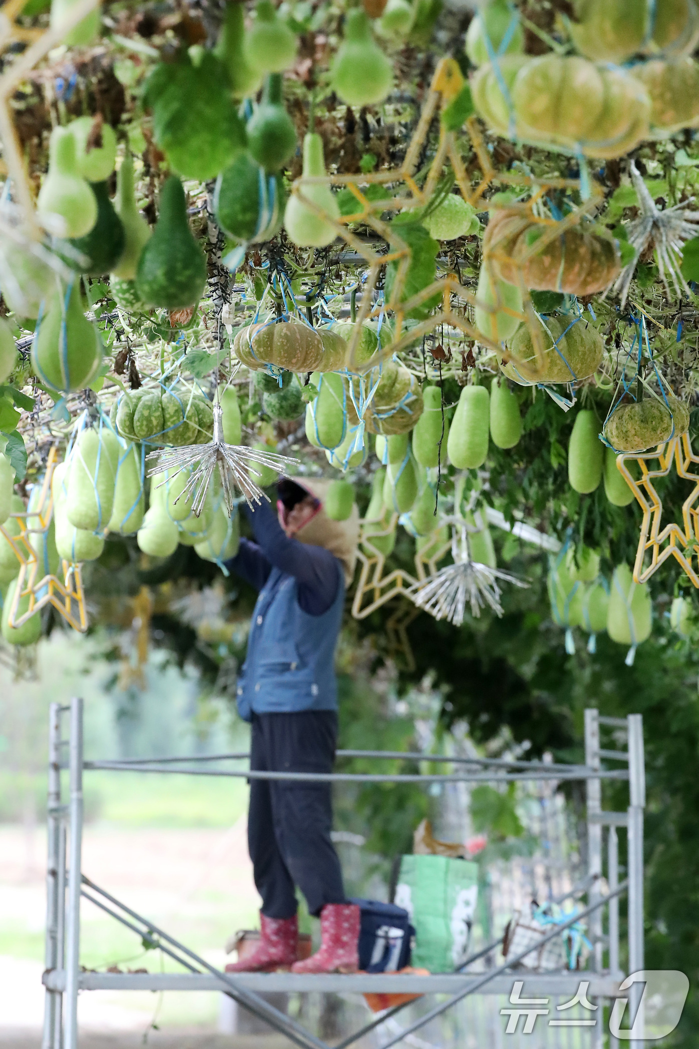 (대구=뉴스1) 공정식 기자 = 가을로 접어든다는 절기 입추(立秋)를 하루 앞둔 6일 대구 북구 금호강 하중도에서 시설 관리자가 무거워진 관상용 박과 호박 등이 떨어지지 않도록 줄 …