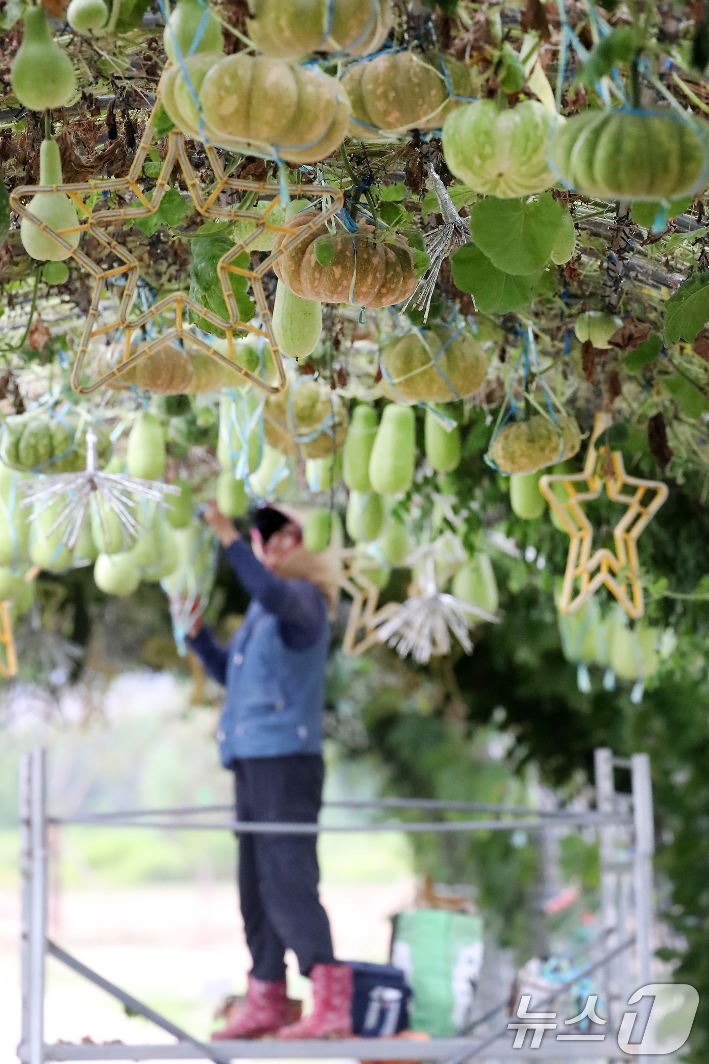 (대구=뉴스1) 공정식 기자 = 가을로 접어든다는 절기 입추(立秋)를 하루 앞둔 6일 대구 북구 금호강 하중도에서 시설 관리자가 무거워진 관상용 박과 호박 등이 떨어지지 않도록 줄 …