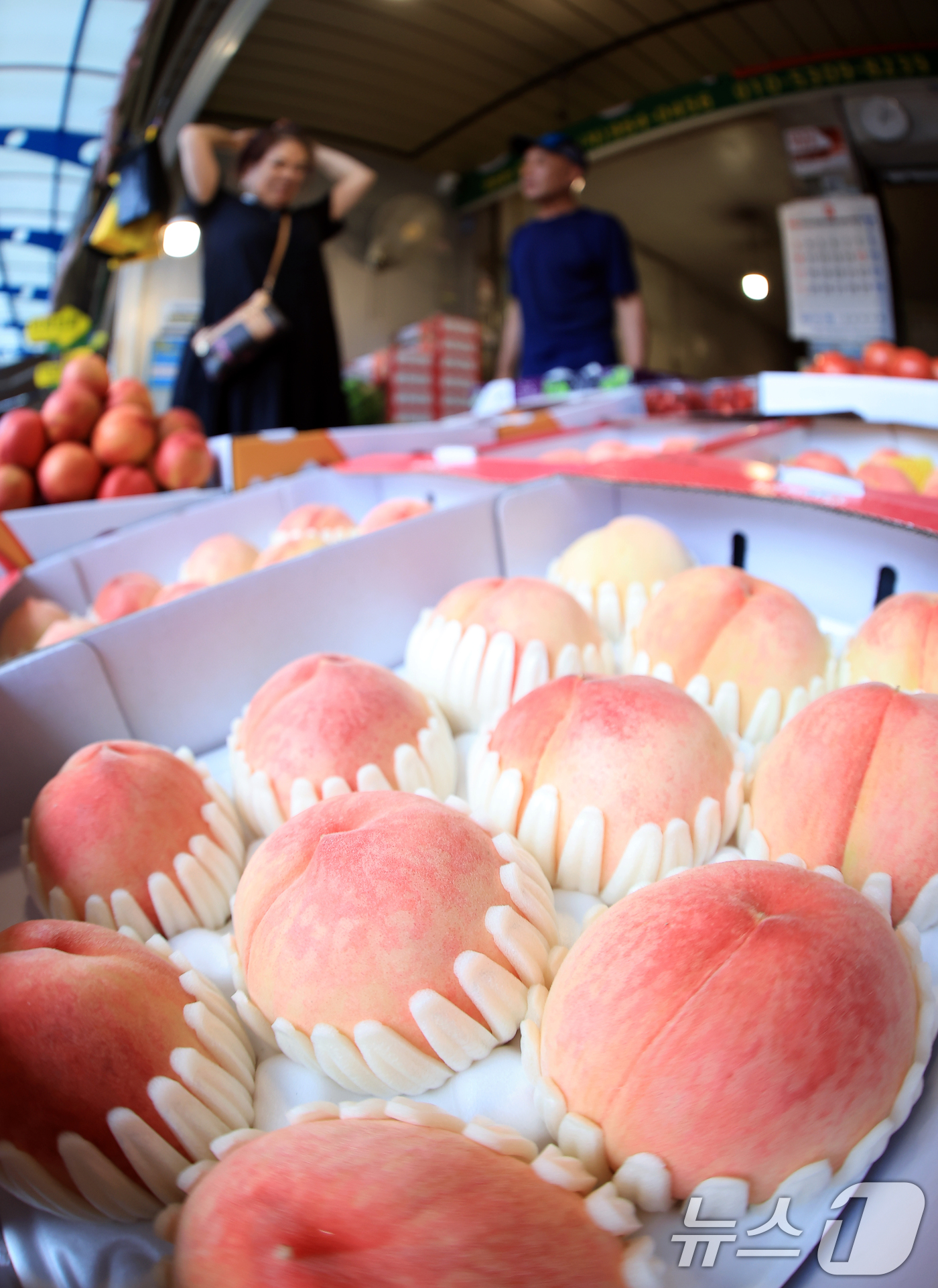 (서울=뉴스1) 박정호 기자 = 여름철 대표 과일과 과채인 수박과 복숭아, 토마토 등이 평년보다 비싸질 것으로 전망된 6일 오후 서울 동대문구 경동시장의 한 과일가게에 복숭아가 진 …