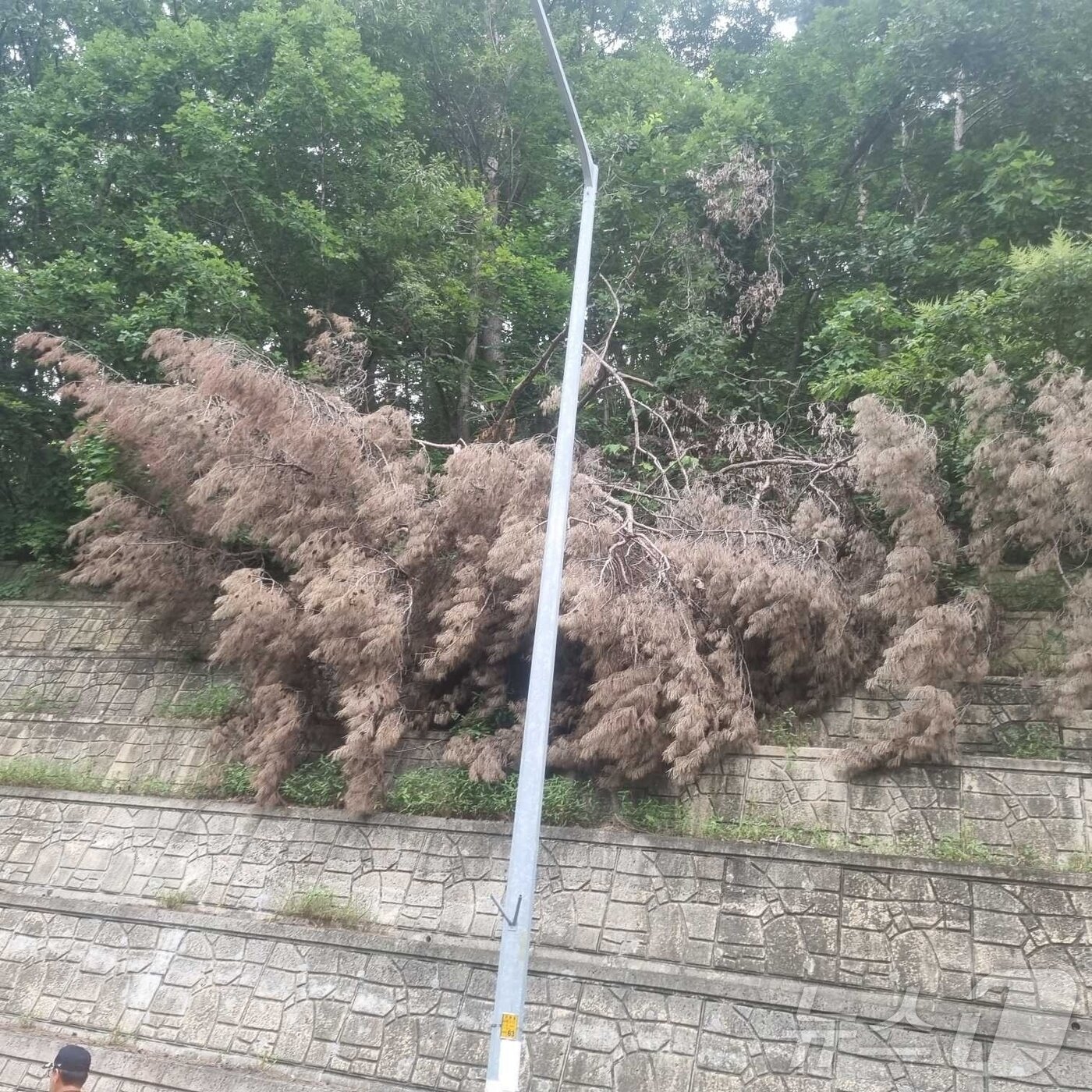 본문 이미지 - 많은 비가 내린 6일 오전 9시 20분쯤 강원 영월군 영월읍 연하리에서 한 나무가 넘어져 있다. (강원도소방본부 제공, 재판매 및 DB금지) 2025.8.6/뉴스1 ⓒ News1 한귀섭 기자