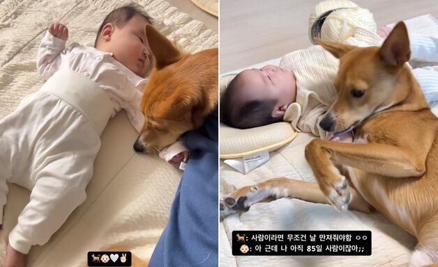 "작은 인간! 날 쓰다듬개~"…갓난아기에 '애교' 부리는 진도믹스견