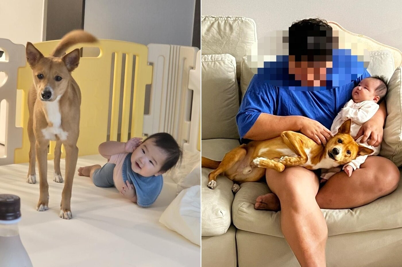 본문 이미지 - 아기와 잘 지내는 반려견 모루&#40;인스타그램 naaaa0_2 제공&#41; ⓒ 뉴스1