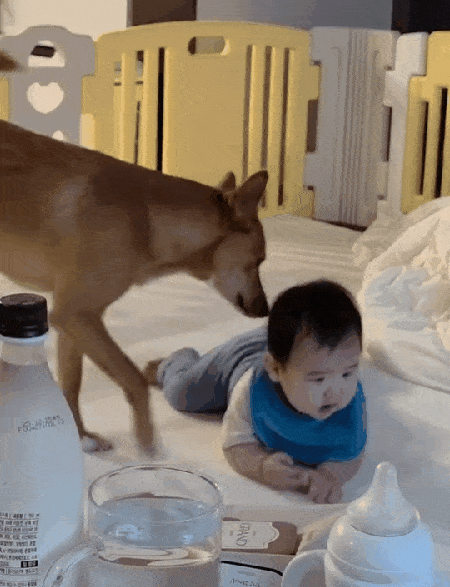 본문 이미지 - 아기가 기어다니기 시작하자 따라다니며 애정을 표현하는 모루&#40;인스타그램 naaaa0_2 제공&#41; ⓒ 뉴스1