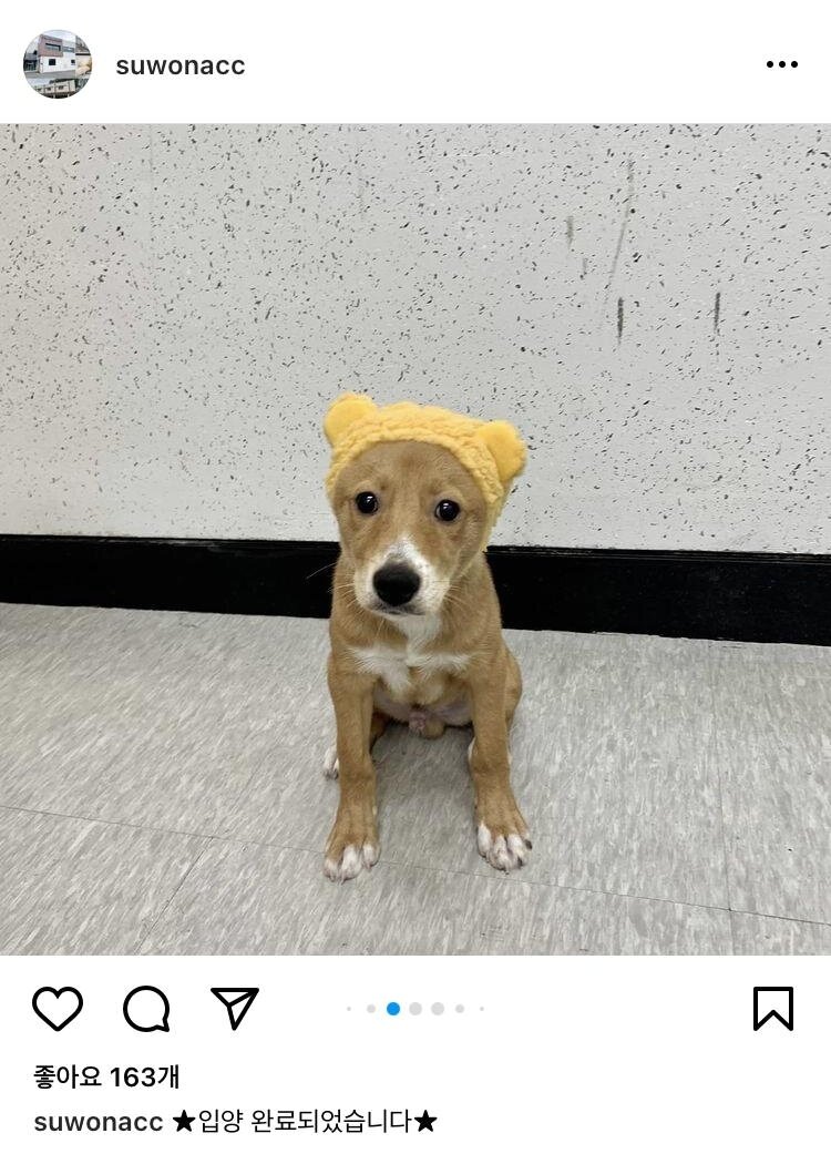 본문 이미지 - 모루의 입양공고 사진&#40;인스타그램 naaaa0_2 제공&#41; ⓒ 뉴스1