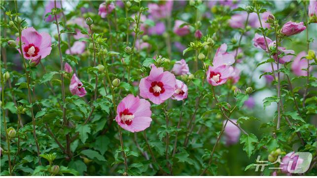 본문 이미지 - 국립세종수목원에서 진행되는 무궁화 전시 ‘무궁화 꽃이 피었습니다’ (한국수목원정원관리원 제공.재판매 및 DB금지) /뉴스1 