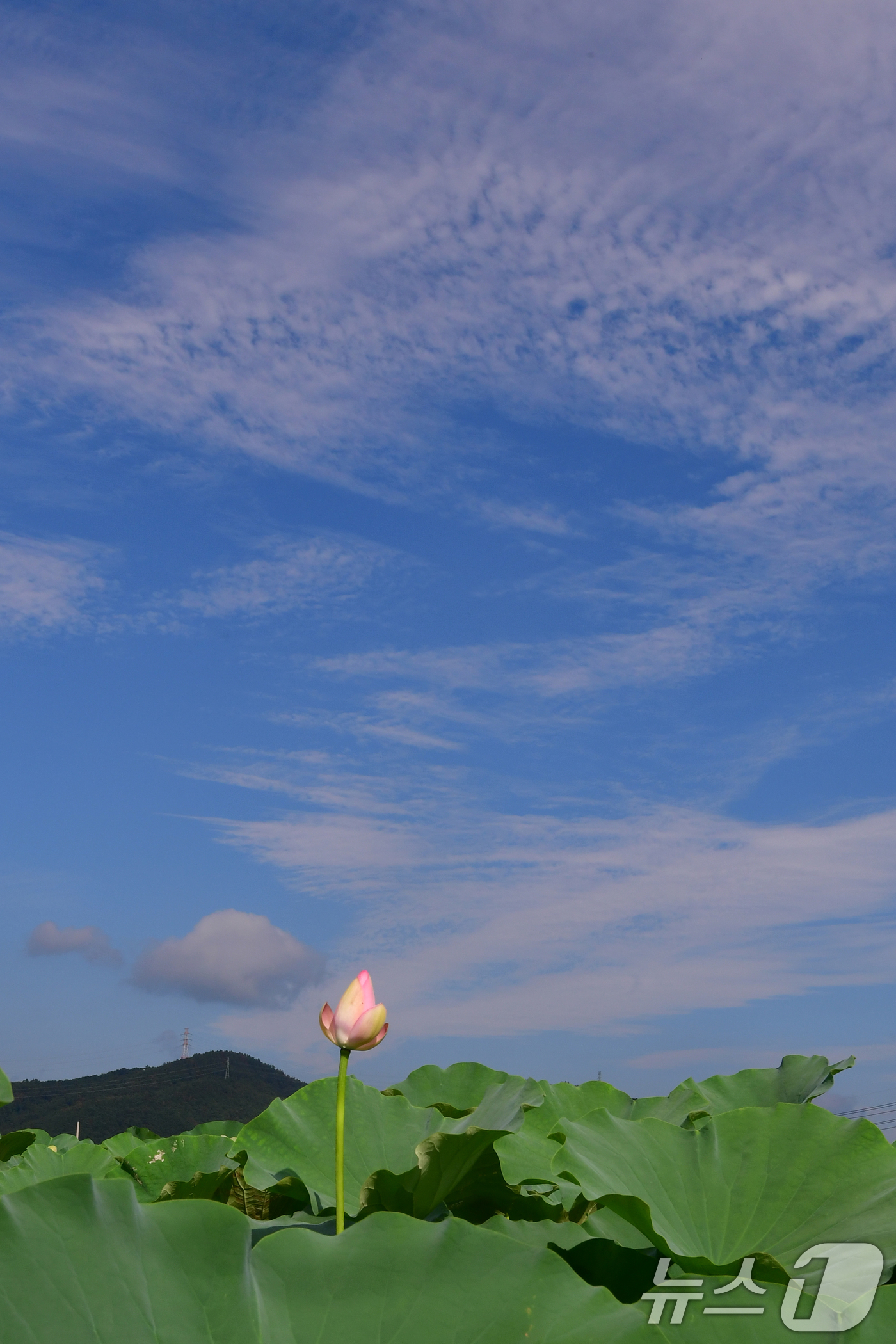 (포항=뉴스1) 최창호 기자 = 절기상 입추인 7일 오전 경북 포항시 남구 연일읍 연밭에서 연꽃들이 꽃망울을 터뜨릴 준비를 하고 있다. 2025.8.7/뉴스1