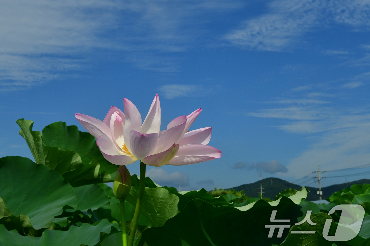 (포항=뉴스1) 최창호 기자 = 절기상 입추인 7일 오전 경북 포항시 남구 연일읍 연밭에서 연꽃들이 가을을 맞이하고 있다. 2025.8.7/뉴스1