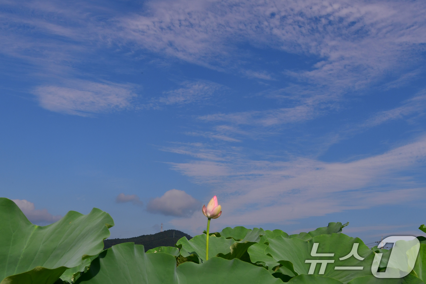 (포항=뉴스1) 최창호 기자 = 절기상 입추인 7일 오전 경북 포항시 남구 연일읍 연밭에서 연꽃들이 꽃망울을 터뜨릴 준비를 하고 있다. 2025.8.7/뉴스1