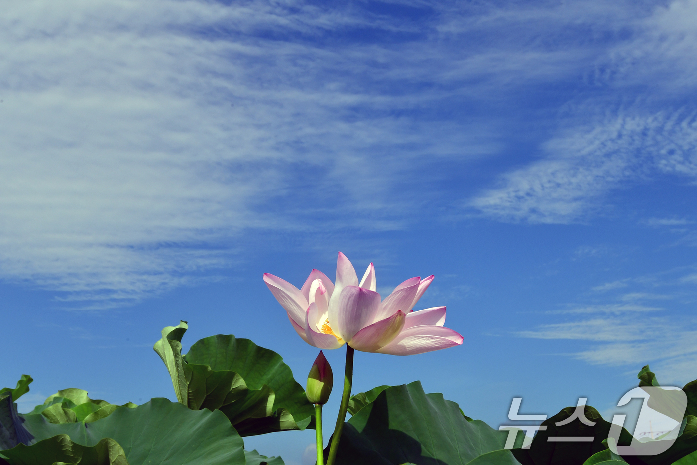 (포항=뉴스1) 최창호 기자 = 절기상 입추인 7일 오전 경북 포항시 남구 연일읍 연밭에서 연꽃들이 가을을 맞이하고 있다.  2025.8.7/뉴스1