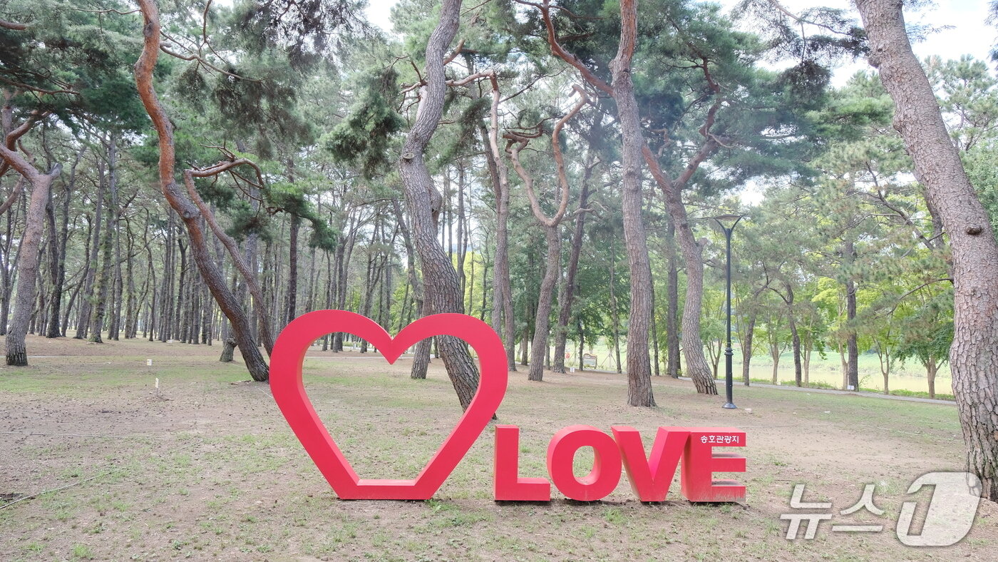 본문 이미지 - 충북 영동군 양산면 소재 송호관광지 &#40;영동군 제공, 재판매 및 DB금지&#41; /뉴스1 