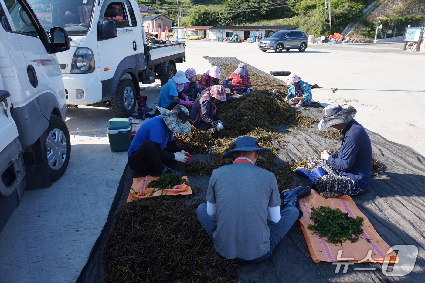본문 이미지 - 나배마을 어촌계 주민들이 뜸부기 선별 작업을 하고 있다. 2025.8.8/뉴스1 ⓒ News1 조영석 기자 