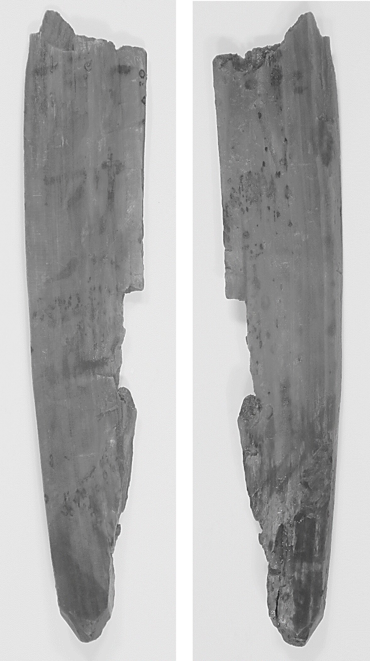 본문 이미지 - 면 목간 적외선 사진(국가유산청 제공)