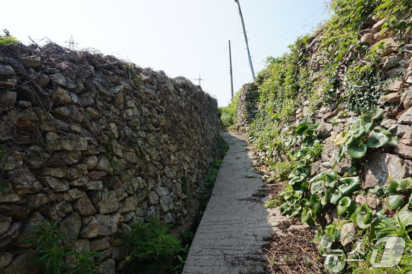 본문 이미지 - 모도 돌담길. 2025.8.8/뉴스1 ⓒ News1 조영석 기자 