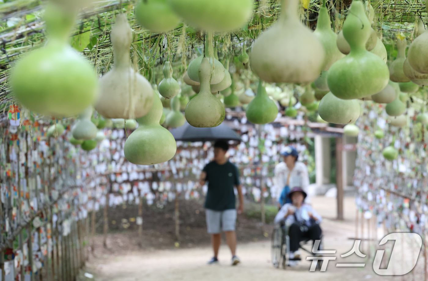 (용인=뉴스1) 김영운 기자 = 절기상 입추(立秋)인 7일 오후 경기 용인시 기흥구 한국민속촌을 찾은 관람객들이 조롱박 터널길을 걸으며 더위를 식히고 있다. 2025.8.7/뉴스1 …