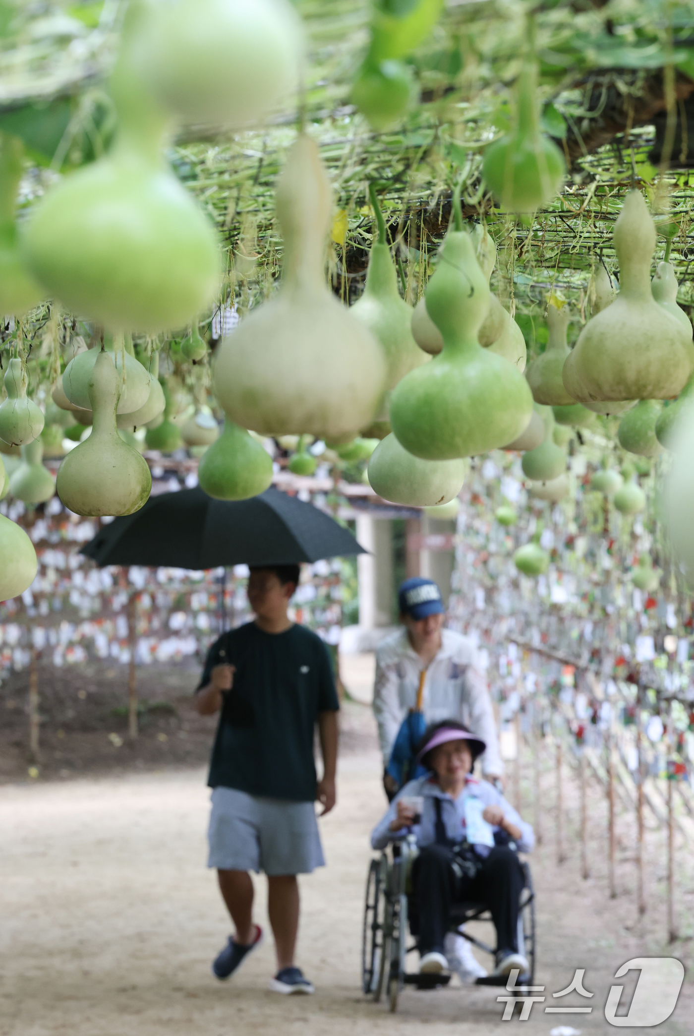 (용인=뉴스1) 김영운 기자 = 절기상 입추(立秋)인 7일 오후 경기 용인시 기흥구 한국민속촌을 찾은 관람객들이 조롱박 터널길을 걸으며 더위를 식히고 있다. 2025.8.7/뉴스1 …