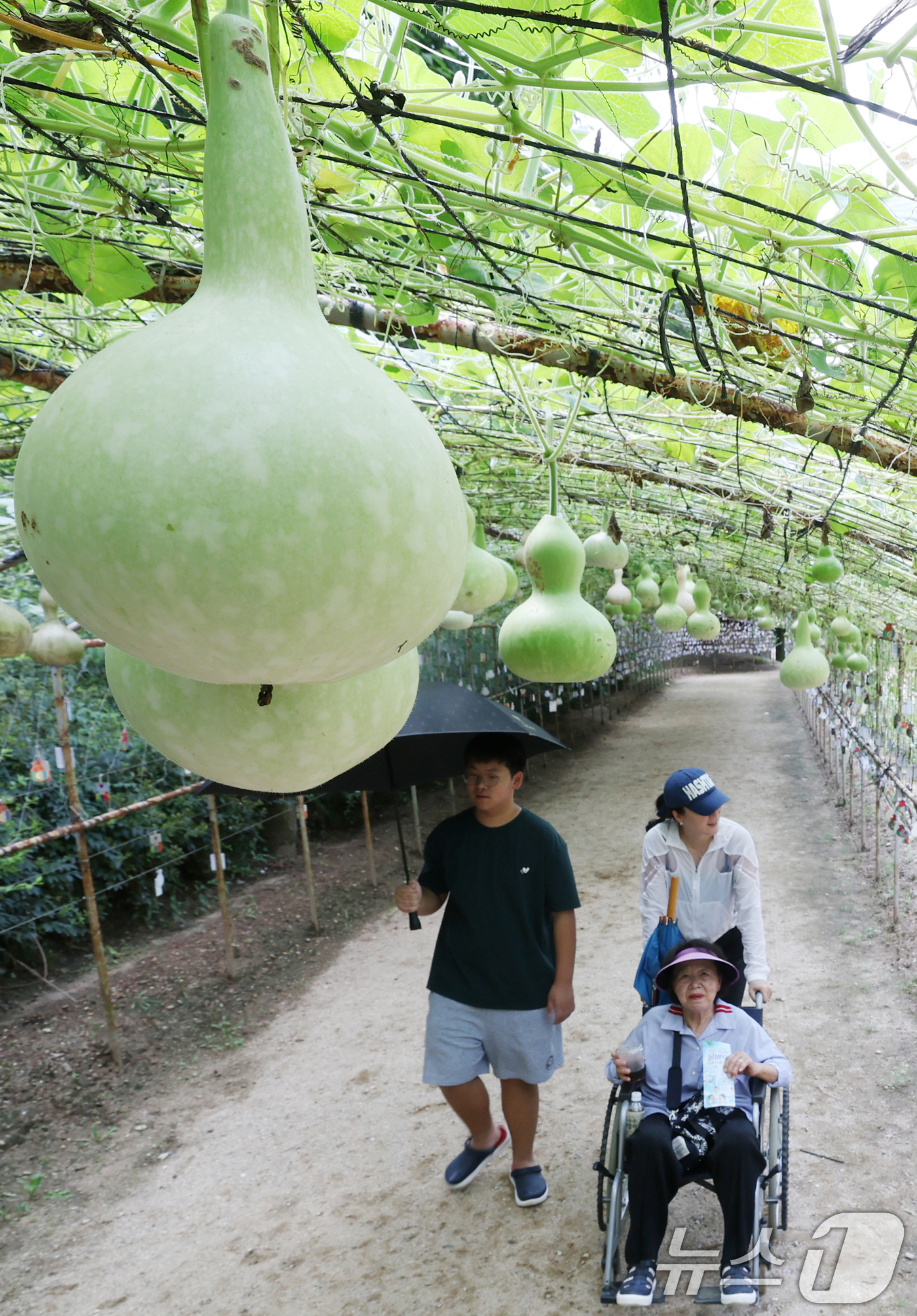 (용인=뉴스1) 김영운 기자 = 절기상 입추(立秋)인 7일 오후 경기 용인시 기흥구 한국민속촌을 찾은 관람객들이 조롱박 터널길을 걸으며 더위를 식히고 있다. 2025.8.7/뉴스1 …