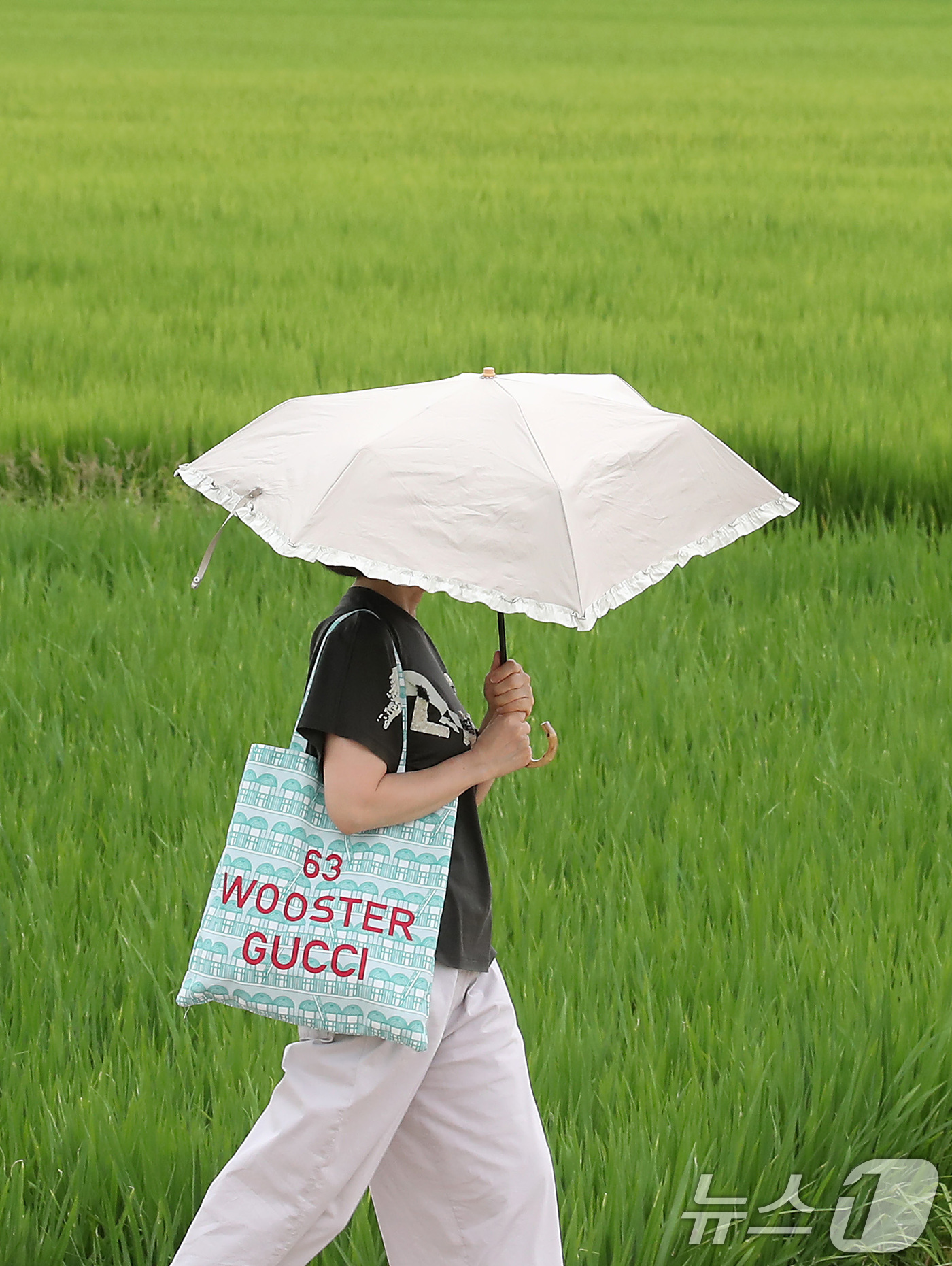 (대구=뉴스1) 공정식 기자 = 절기상 입추인 7일 오전 대구 북구 학정동 논에서 양산을 쓴 시민이 논 옆을 지나고 있다. 2025.8.7/뉴스1