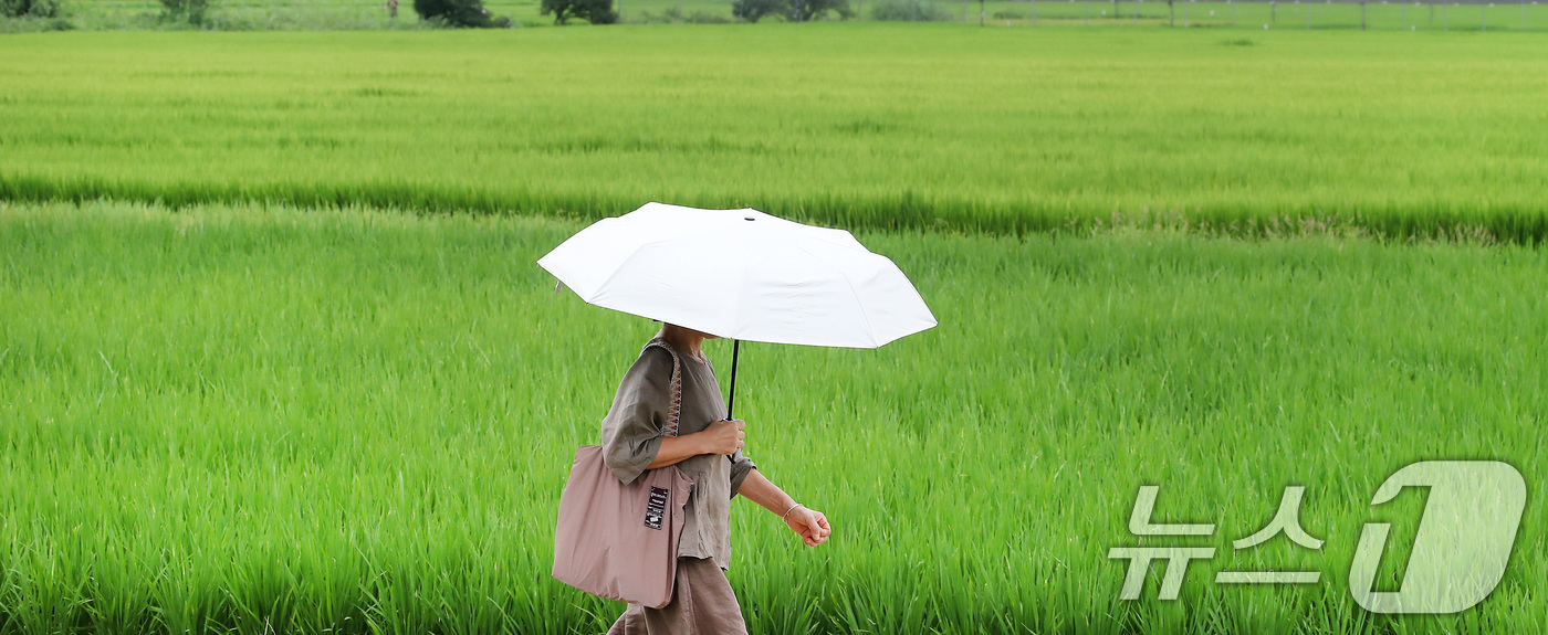 (대구=뉴스1) 공정식 기자 = 절기상 입추인 7일 오전 대구 북구 학정동 논에서 양산을 쓴 시민이 논 옆을 지나고 있다. 2025.8.7/뉴스1
