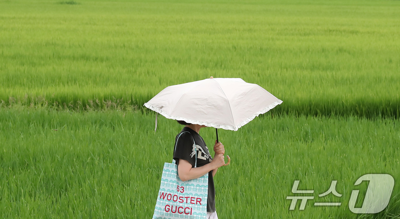 (대구=뉴스1) 공정식 기자 = 절기상 입추인 7일 오전 대구 북구 학정동 논에서 양산을 쓴 시민이 논 옆을 지나고 있다. 2025.8.7/뉴스1