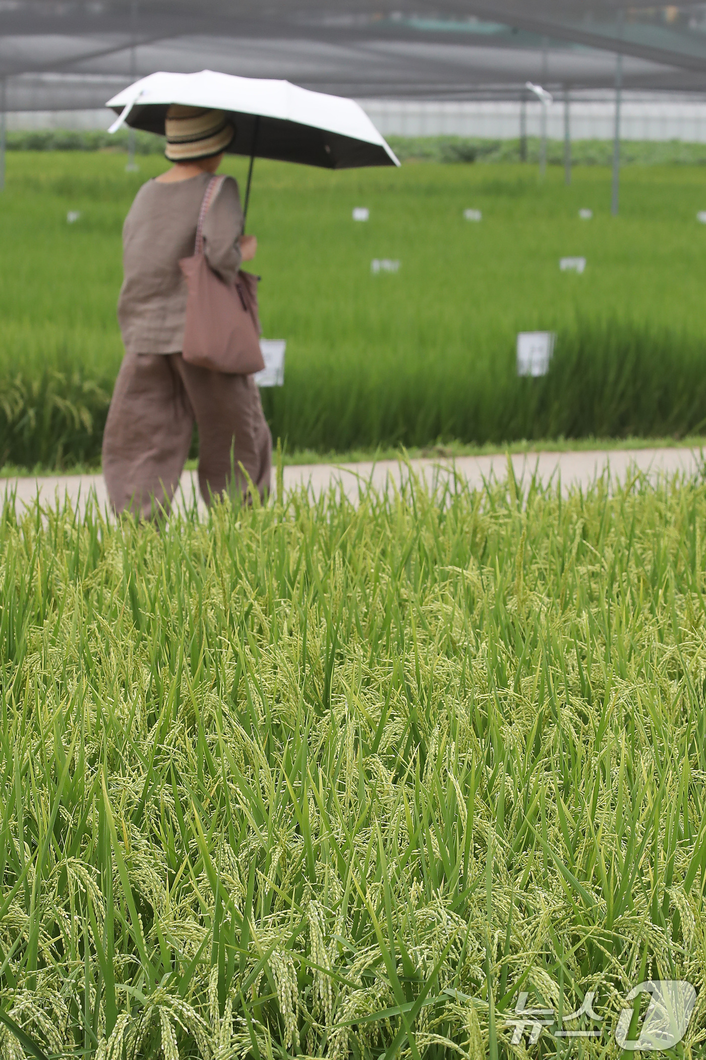 (대구=뉴스1) 공정식 기자 = 절기상 입추인 7일 오전 대구 북구 학정동 논에서 양산을 쓴 시민이 논 옆을 지나고 있다. 2025.8.7/뉴스1