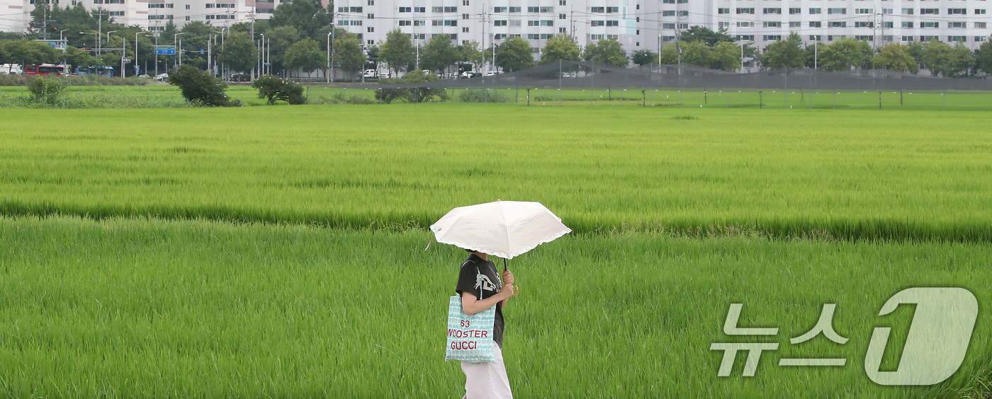 (대구=뉴스1) 공정식 기자 = 절기상 입추인 7일 오전 대구 북구 학정동 논에서 양산을 쓴 시민이 논 옆을 지나고 있다. 2025.8.7/뉴스1