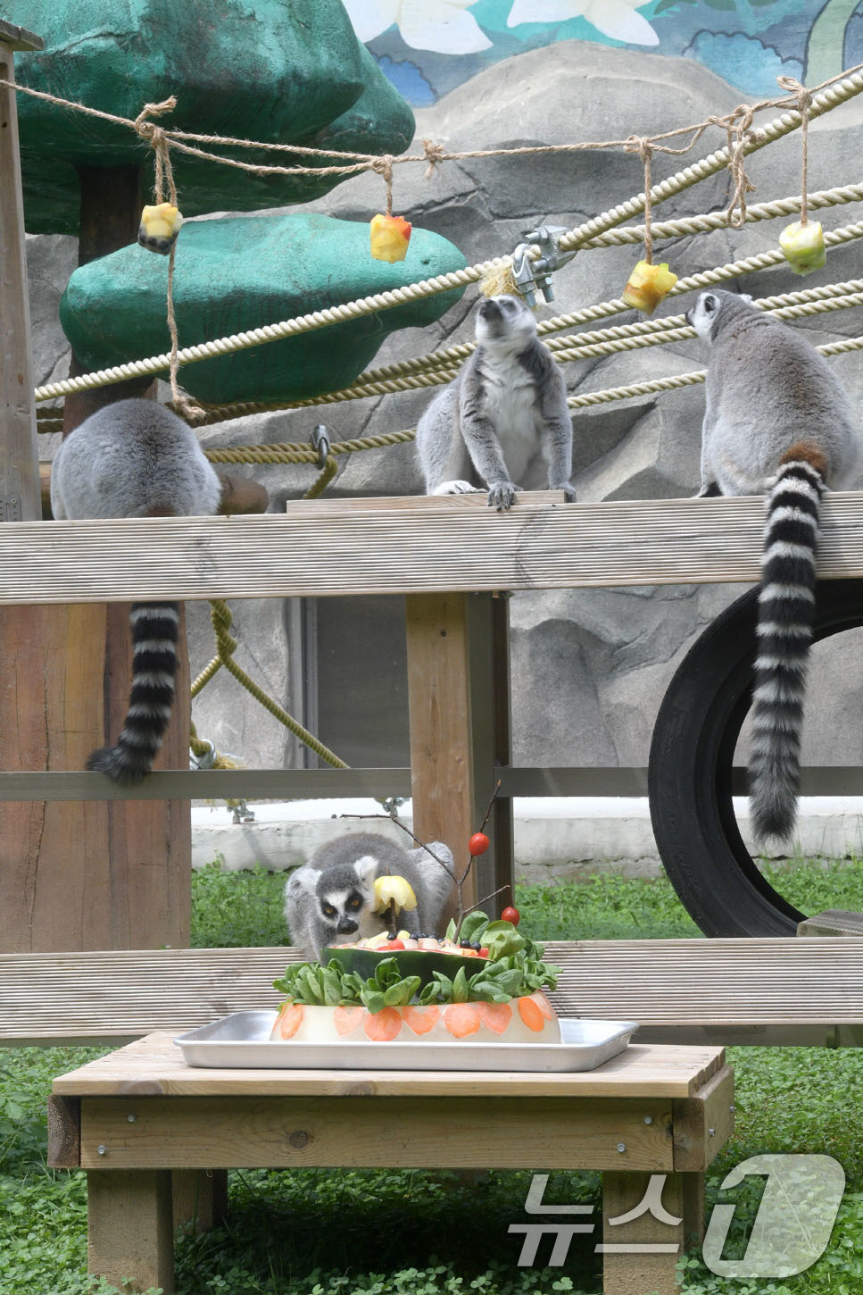 (광주=뉴스1) 박준배 기자 = 폭염이 기승을 부리고 있는 가운데 7일 오전 광주 우치공원 동물원에서 원숭이들이 열대과일과 특별 제작한 얼음 간식을 먹으며 더위를 식히고 있다.(광 …