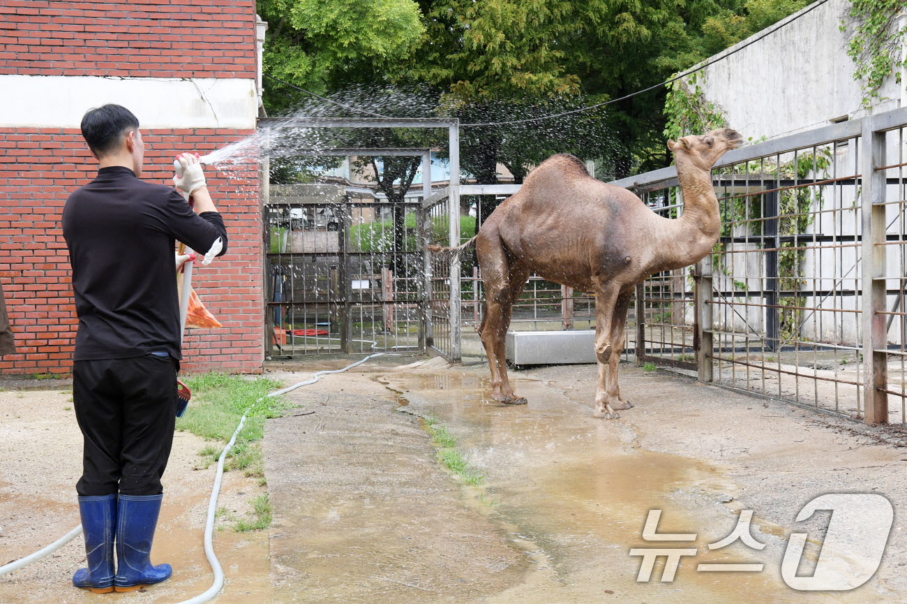 (광주=뉴스1) 박준배 기자 = 폭염이 기승을 부리고 있는 가운데 7일 오전 광주 우치공원 동물원에서 동물복지 실천 여름나기 프로그램으로 낙타에게 특별식을 제공한 후 물을 뿌려주며 …