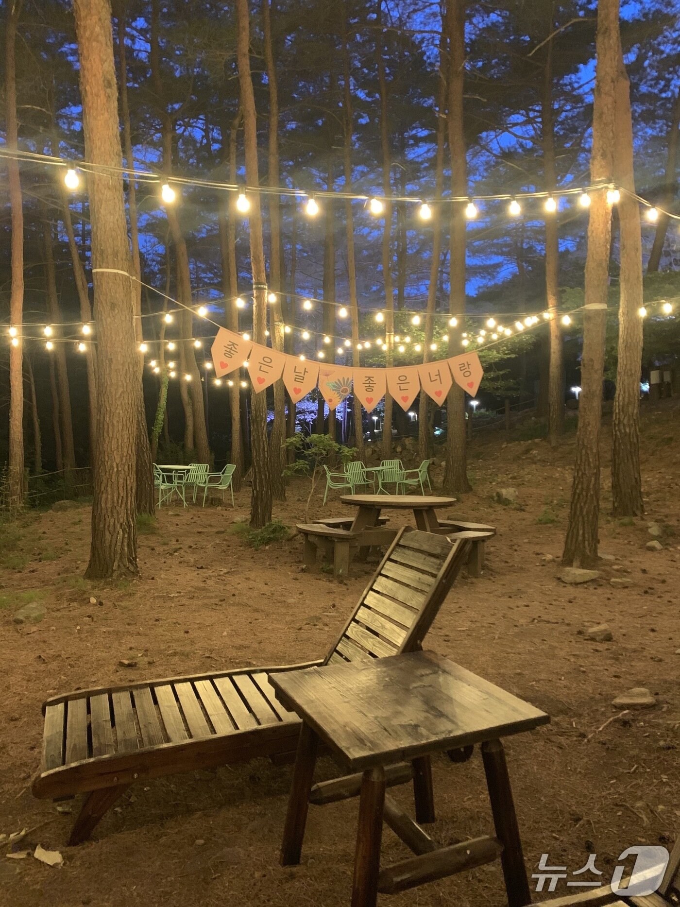 본문 이미지 - 강릉 솔향수목원 야간 개장.(강릉시 제공, 재판매 및 DB 금지) 2025.8.8/뉴스1