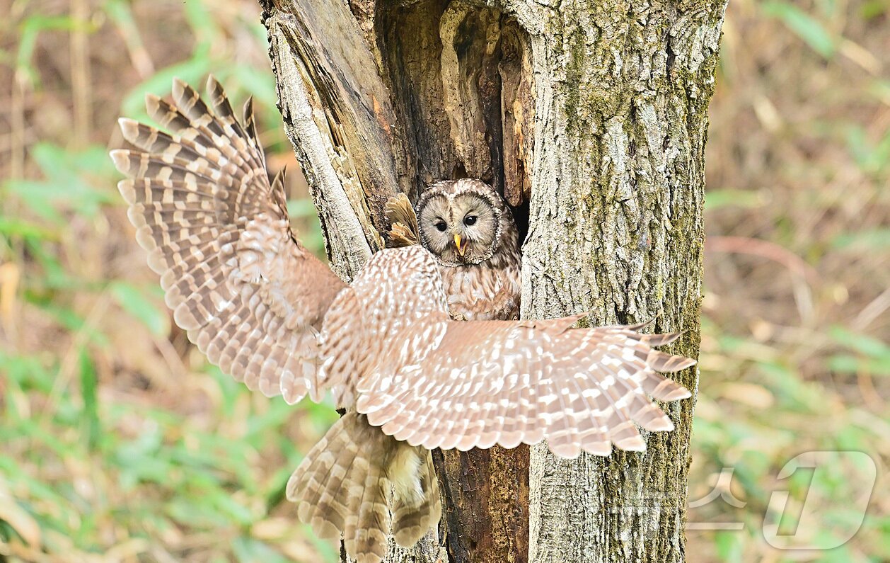 본문 이미지 - 강원 양양생태사진연구회가 지난 4~7월 3개월에 걸쳐 양양 백두대간 고산지역 숲에서 촬영한 긴점박이올빼미. (양양생태사진연구회 제공, 재판매 및 DB 금지) 2025.8.8/뉴스1 