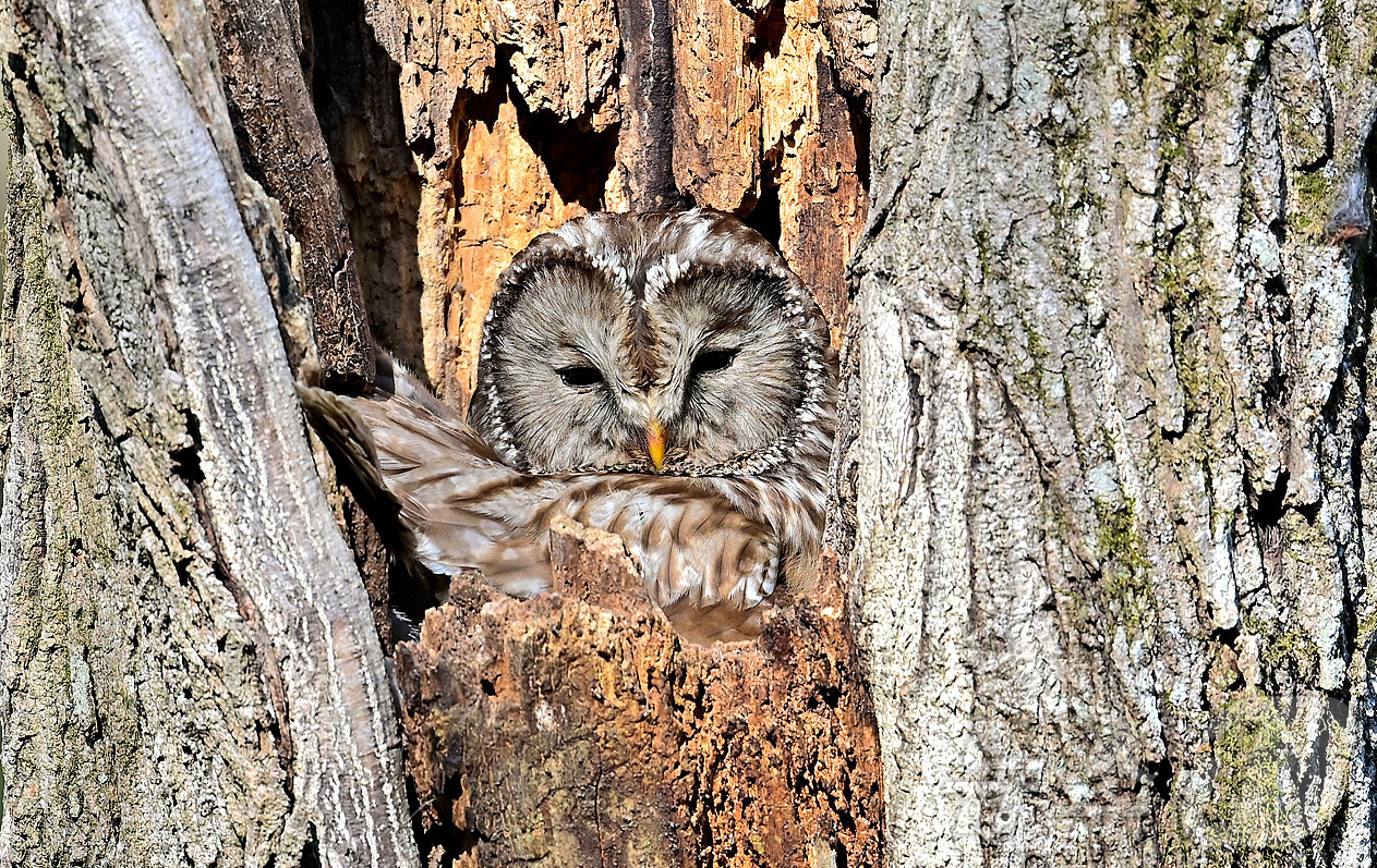(양양=뉴스1) 윤왕근 기자 = 8일 강원 양양생태사진연구회가 지난 4~7월 3개월에 걸쳐 양양 백두대간 고산지역 숲에서 촬영한 멸종위기 야생생물 Ⅱ급 긴점박이올빼미 사진을 공개했 …