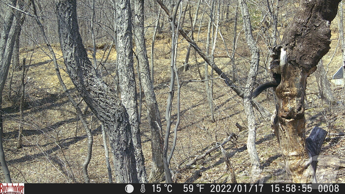 본문 이미지 - 강원 양양생태사진연구회가 지난 4~7월 3개월에 걸쳐 양양 백두대간 고산지역 숲에서 촬영한 멸종위기 야생생물 Ⅱ급 긴점박이올빼미. 긴점박이올빼미는 전 세계적으로 개체수가 많지 않은 희귀 텃새로, 주요 서식지는 중국 북부, 일본, 시베리아 등의 고산지대로 알려져 있다. 국내에서는 주로 강원도 산간 지역에서 아주 드물게 관찰되며, 번식 장면이 촬영된 사례는 극히 드물다.(양양생태사진연구회 제공, 재판매 및 DB 금지) 2025.8.8/뉴스1 ⓒ News1 윤왕근 기자
