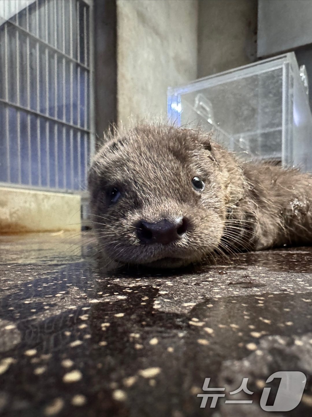 (서울=뉴스1) = 서울시설공단은 서울 광진구 능동 서울어린이대공원 동물원에서 천연기념물이자 멸종위기야생동물 1급인 유라시아수달 쌍둥이가 6월 24일 태어났다고 8일 밝혔다. (서 …