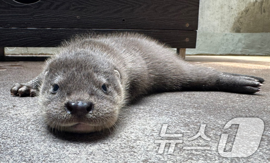 (서울=뉴스1) = 서울시설공단은 서울 광진구 능동 서울어린이대공원 동물원에서 천연기념물이자 멸종위기야생동물 1급인 유라시아수달 쌍둥이가 6월 24일 태어났다고 8일 밝혔다. (서 …