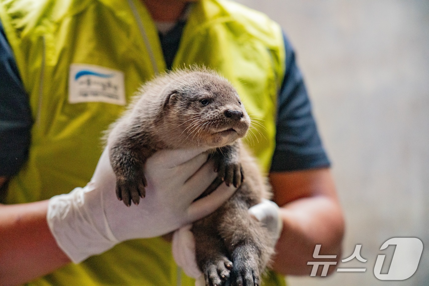 (서울=뉴스1) = 서울시설공단은 서울 광진구 능동 서울어린이대공원 동물원에서 천연기념물이자 멸종위기야생동물 1급인 유라시아수달 쌍둥이가 6월 24일 태어났다고 8일 밝혔다. (서 …