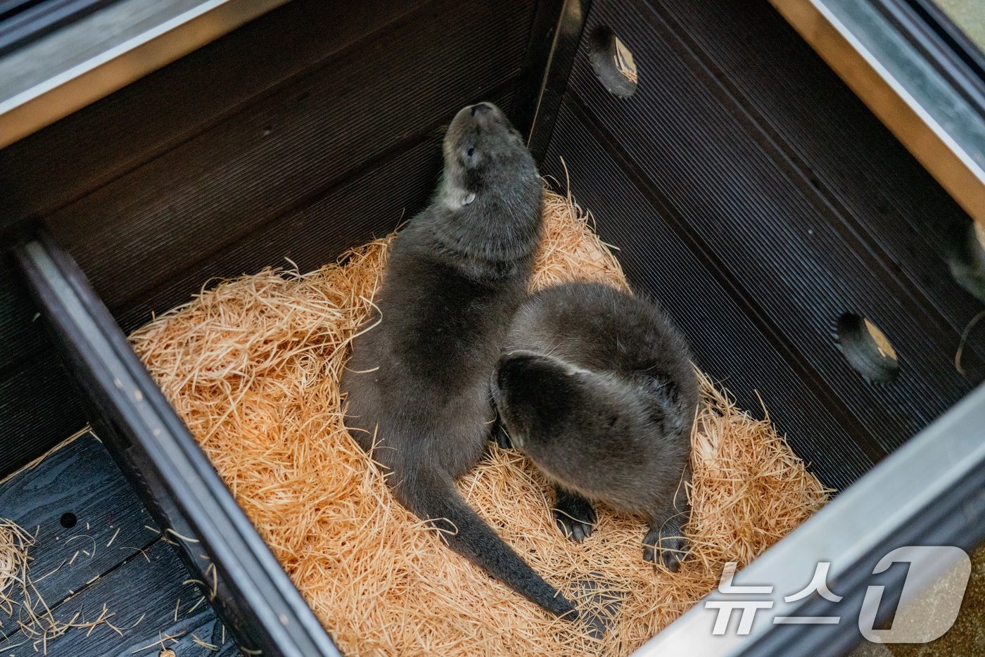 (서울=뉴스1) = 서울시설공단은 서울 광진구 능동 서울어린이대공원 동물원에서 천연기념물이자 멸종위기야생동물 1급인 유라시아수달 쌍둥이가 6월 24일 태어났다고 8일 밝혔다. (서 …