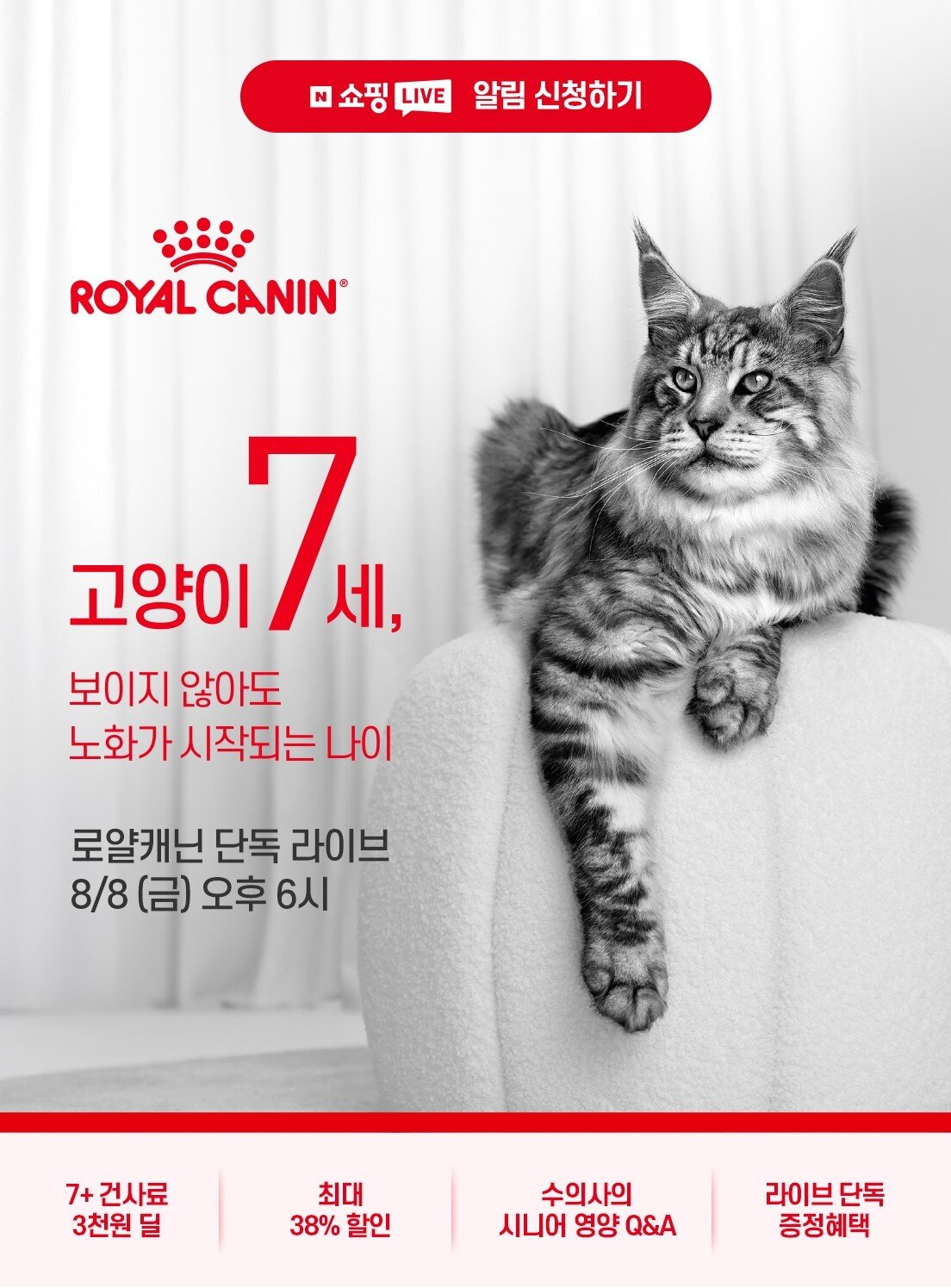 본문 이미지 - '세계 고양이의 날' 행사(로얄캐닌 제공) ⓒ 뉴스1