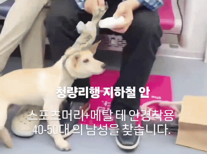 개 성기에 물파스 '떡칠' 남성…15개월 아이 깔고 지나간 운전자[주간HIT영상]