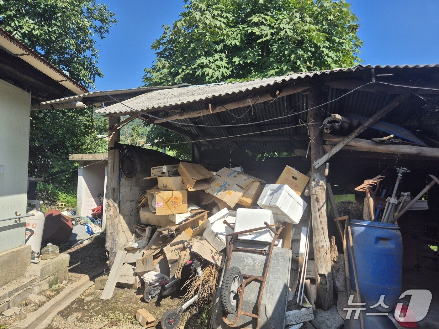 본문 이미지 - 이 할머니 댁 마당 한 켠에 쌓인 쓰레기. 일부 뗄감 목적으로 비축하기 시작했지만 처리하지 못한 채 보관 중이다. 비에 젖은 후에는 악취의 원인이 되기도 한다. 2025.08.07/ⓒ 뉴스1