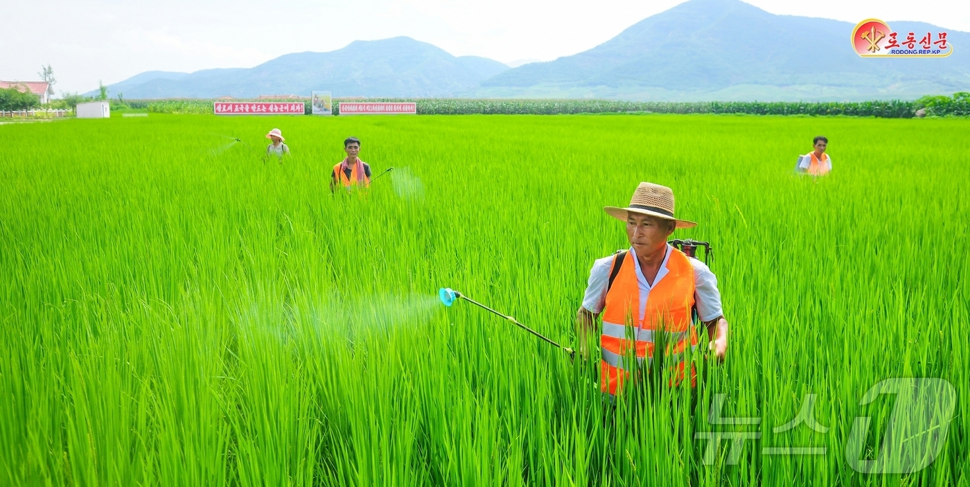(평양 노동신문=뉴스1) = 북한 노동당 기관지 노동신문은 9일 은파군 대청농장에서 논벼 비배관리를 책임적으로 하고 있다고 보도했다. [국내에서만 사용가능. 재배포 금지. DB 금 …
