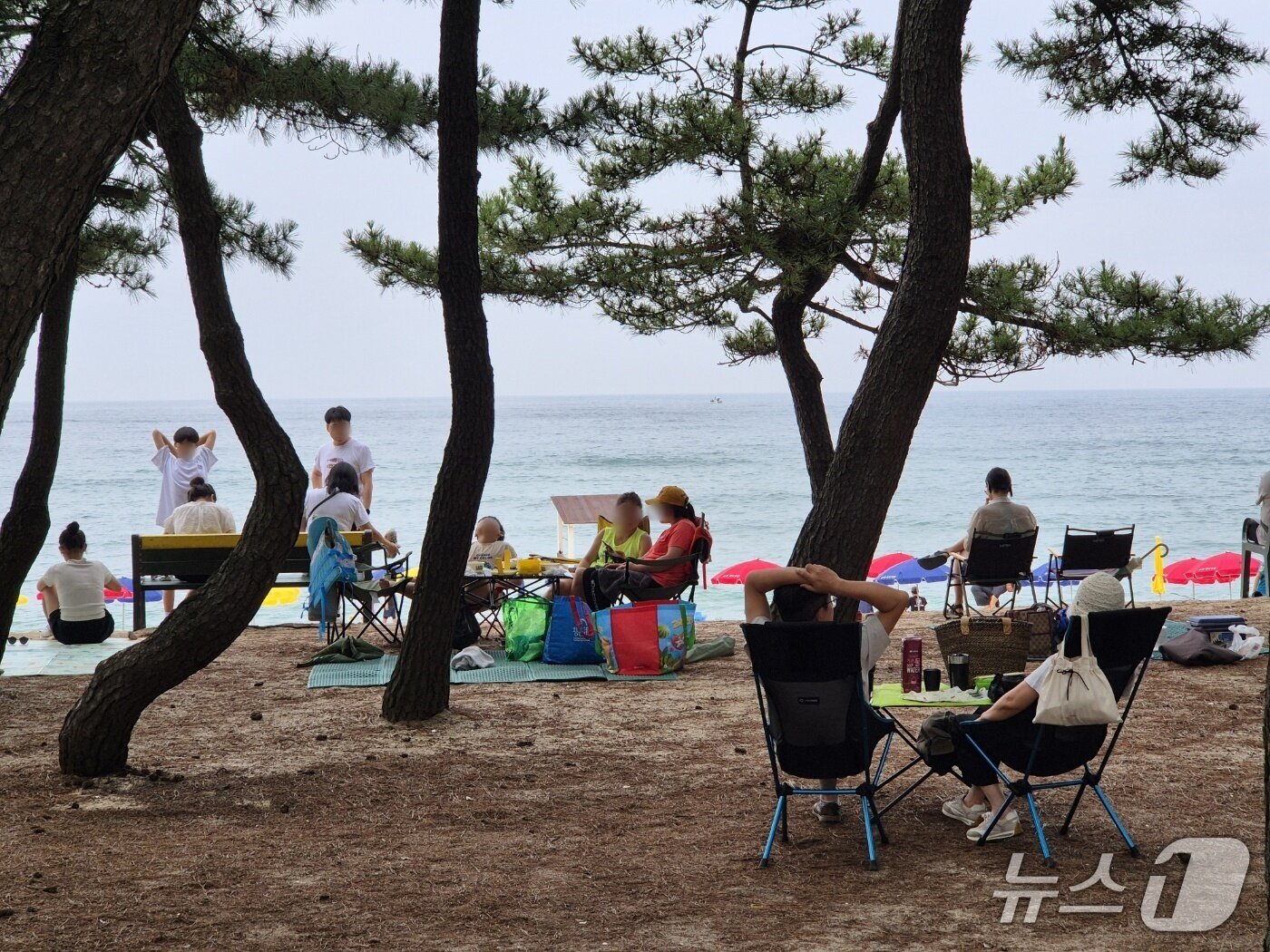 본문 이미지 - 토요일인 9일 강원 강릉 송정해변 솔밭이 피서객으로 가득하다. 2025.8.9. ⓒ News1 /뉴스1 윤왕근 기자