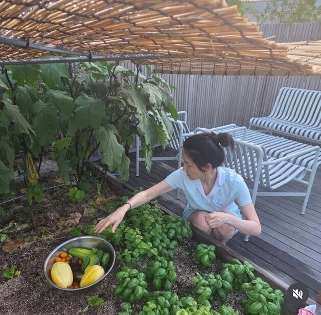 텃밭에서 호박 따는 이영애…소탈한 여름 일상 [N샷]