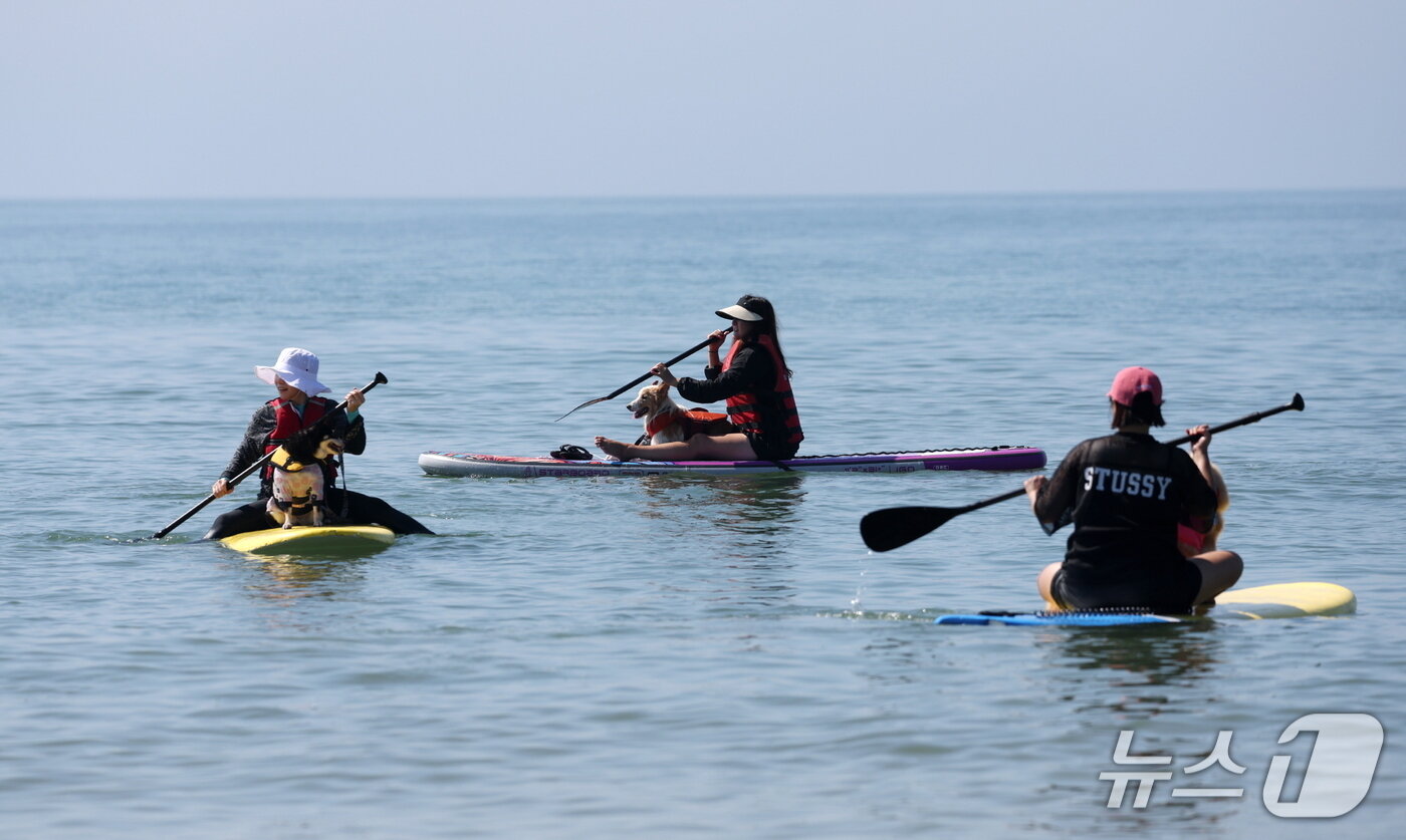 본문 이미지 - 지난해 9월 만리포에서 진행된 반려동물 패들보드 체험 모습&#40;태안군 제공. 재판매 및 DB금지&#41;2025.9.1/뉴스1