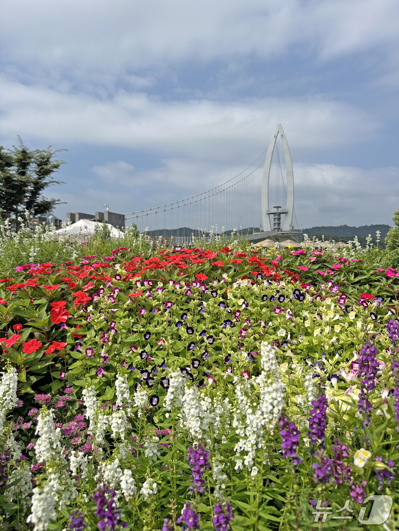본문 이미지 - 전북 임실군 옥정호 붕어섬 생태공원에 수국 등 여름꽃이 만개했다. (임실군제공. 재판매 및 DB금지)2025.9.1/뉴스1