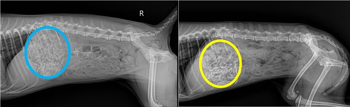 본문 이미지 - 닭뼈를 섭취한 두 마리 개의 방사선 사진(스카이동물메디컬센터 제공) ⓒ 뉴스1
