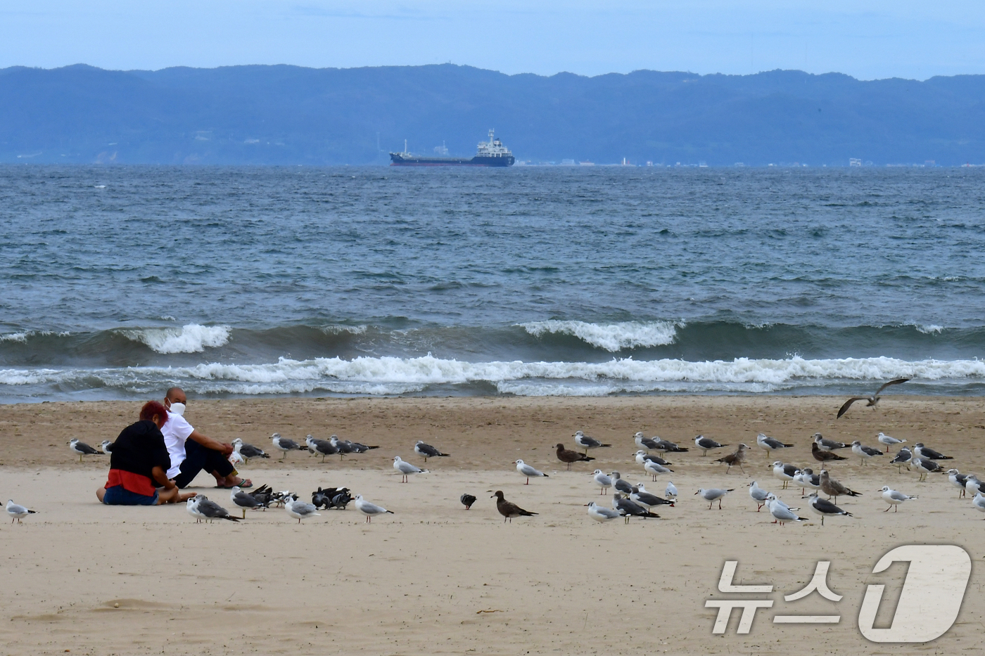 (포항=뉴스1) 최창호 기자 = 10일 오후 경북 포항시 북구 영일대해수욕장을 찾은 관광객이 백사장에서 갈매기들과 시간을 보내고 있다. 2025.9.10/뉴스1