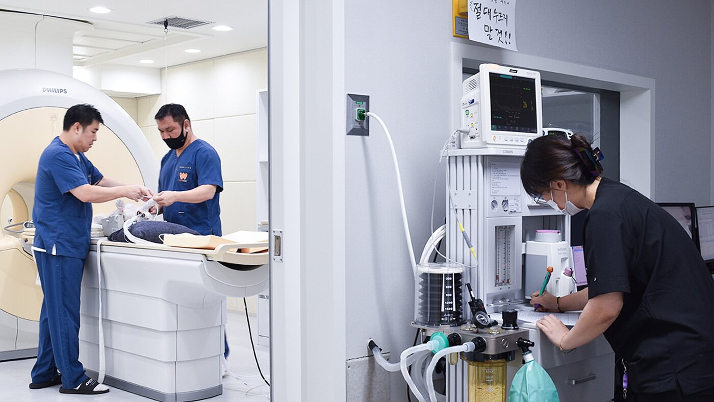 본문 이미지 - MRI 촬영을 위해 장비를 세팅 중인 모습. 반려동물은 CT, MRI 촬영 시 전신마취를 해야 하기에 세심한 마취 모니터링이 이뤄져야 한다&#40;동물병원 제공&#41;. ⓒ 뉴스1