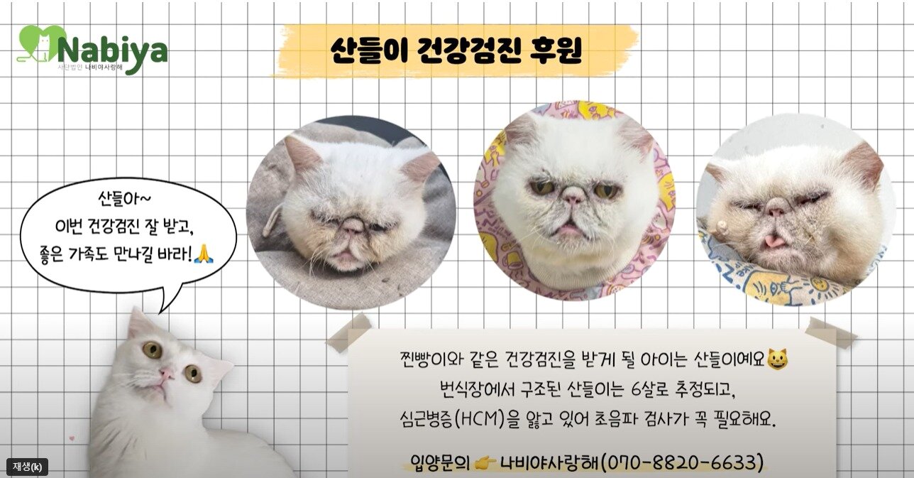 본문 이미지 - 반려묘 건강검진을 하면 보호소 고양이도 검진을 받을 수 있다&#40;스튜디오 그냥 갈무리&#41;. ⓒ 뉴스1